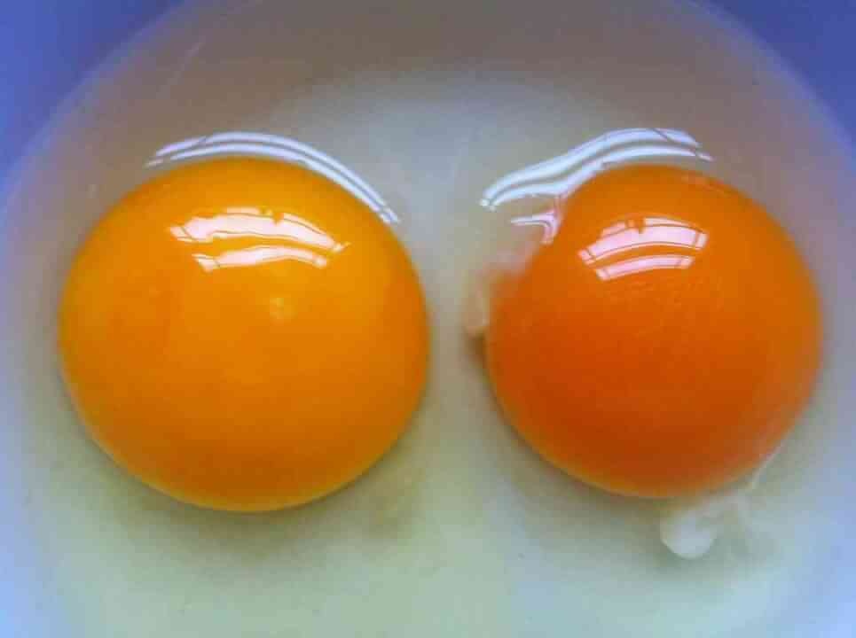24e9bf3c_86005_month_08_egg_yolks